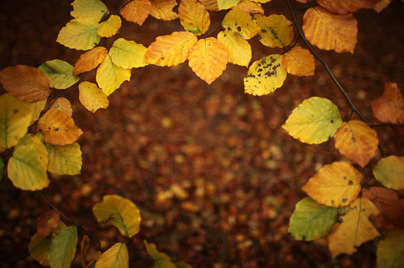 Autumn: Manchester, UK:  Autumn leaves blanket the floor of Blackley Forest