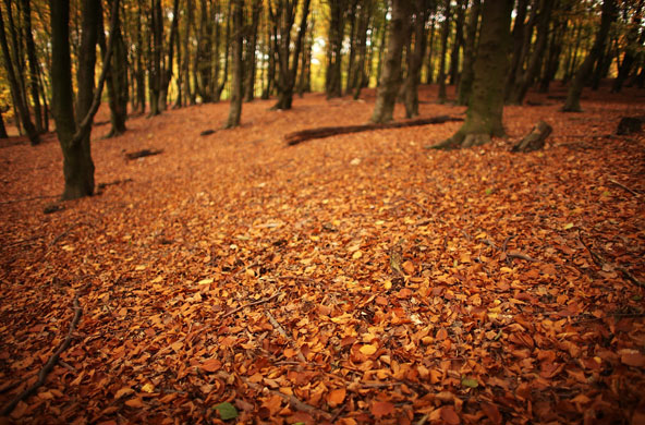 Autumn: Manchester, UK: Blackley Forest