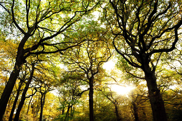 Autumn: London, UK: Queen's Wood