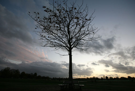 Autumn: London, UK: A tree with very few leaves left, on an Autumn evening
