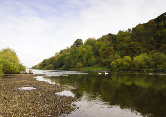 Veggiosage: Veggiosage