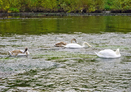 Veggiosage: Veggiosage