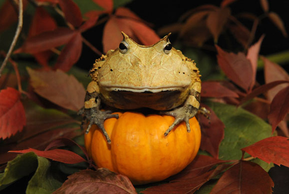 Pumpkin carving: Pumpkin with toad