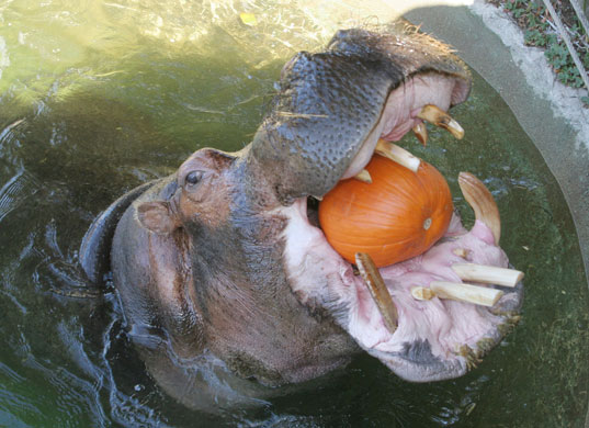 Pumpkin carving: Pumpkin waste disposal