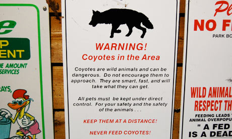 coyote warning coyotes mitchell taylor sign 2009 rare killings shocking death oct guardian horgan colin