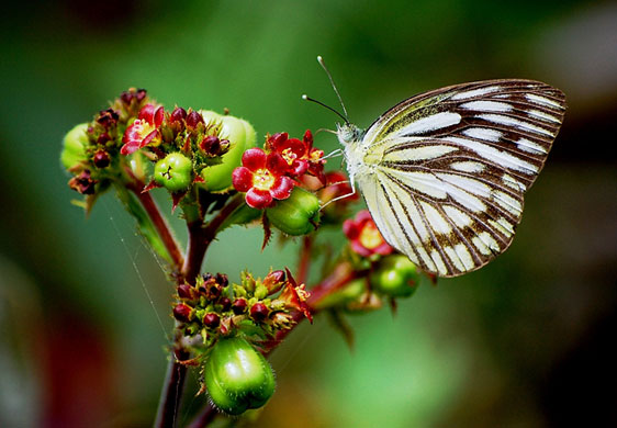 In Pictures: Chaos: Lucy Buckroyd