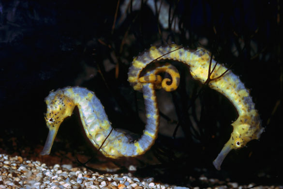 Seahorses: Seahorses flirting