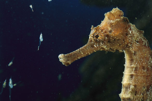 Seahorses: seahorse feeding