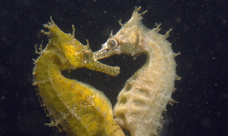 seahorses mating