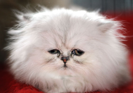 24 hours in pictures: A Persian cat at the pet trade fair