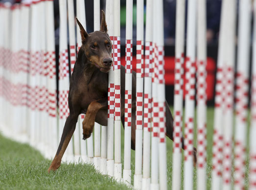 24 hours : Doberman performs during Incredible Dog Challenge 