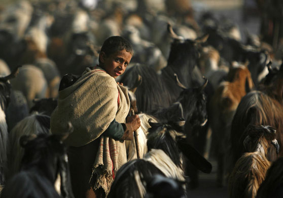 24 hours: A Kashmiri  nomad boy carries lamb over shoulders in Srinagar