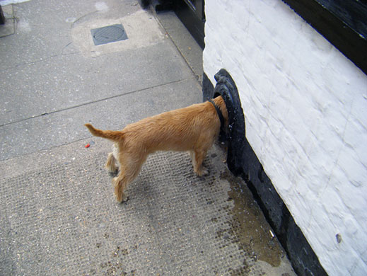 In Pictures: Curiosity: Robert Swain