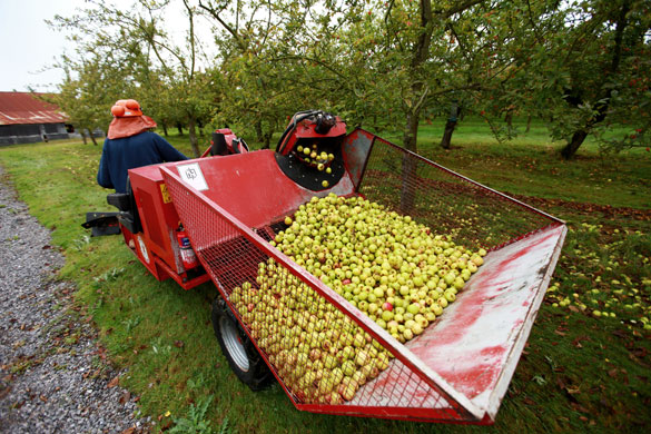 cider apple harvest: Gaymer Cider Company's Stanley orchard