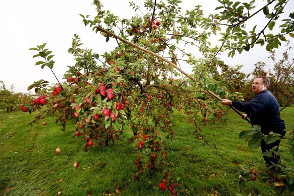 cider apple harvest: A man knocks apples off tree branches during the apple harvest in Somerset