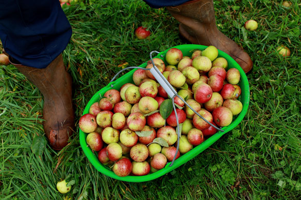 cider apple harvest: A basket of apples during the apple harvest in Somerset