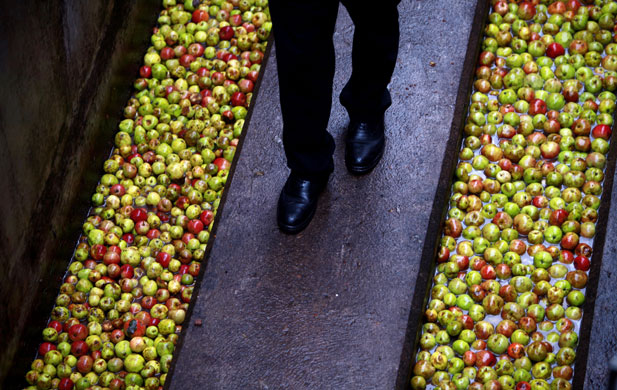 cider apple harvest: The apple harvest in Somerset