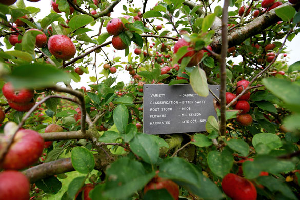 cider apple harvest: Dabinett appleson tree branches during the apple harvest in Somerset