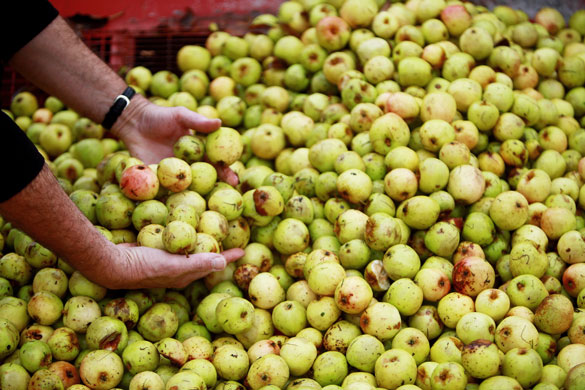 cider apple harvest: The apple harvest in Somerset