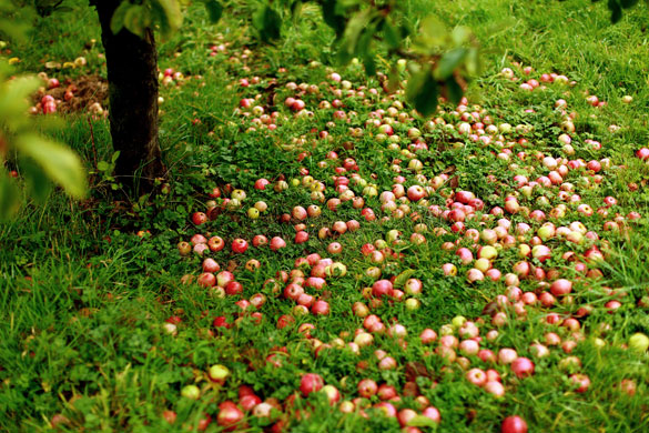 cider apple harvest:  Apples lying under a tree during the apple harvest in Somerset