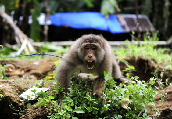 7 October 2009: Tandikat, Sumatra: A monkey chained to a tree