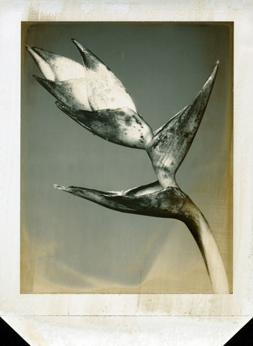 Polaroid; Atlas Gallery