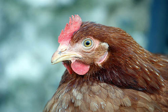 Brideen Portfolio: Camera Club: Brideen's portfolio review