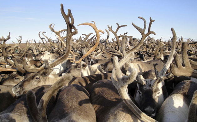 Week in Wildlife: TO MATCH FEATURE RUSSIA-YAMAL/NENETS