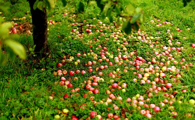 Week in Wildlife: the apple harvest in Somerset