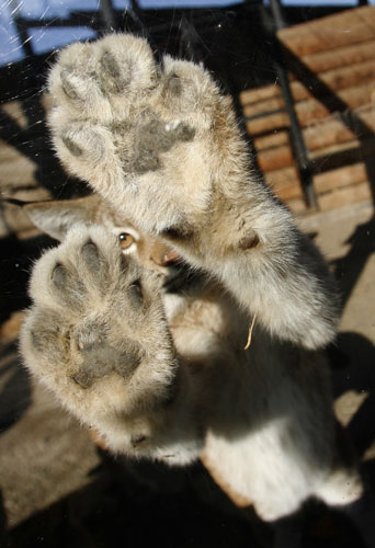 Week in Wildlife: A three-month-old lynx cub, Krasnoyarsk, Russia