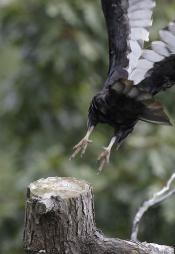 Week in Wildlife: A Turkey Vulture launches from a tree at Hawk Mountain Sanctuary