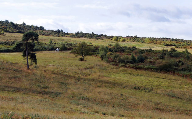 Week in Wildlife: Ashdown Forest in east Sussex, UK