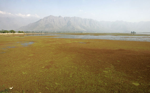 Week in Wildlife: A general view of Kashmir's polluted Dal Lake in Srinagar