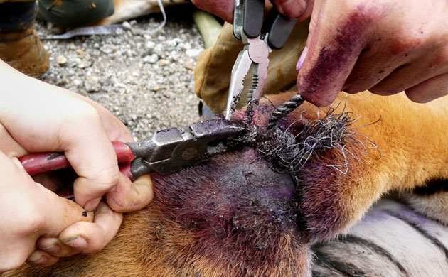 Week in Wildlife: rescuers removing steel string from the paw of an injured tiger in Malaysia