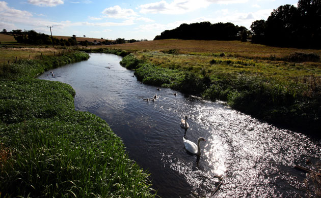 Week in Wildlife: Ducks and swans swim along the River Lea near East Hyde, UK