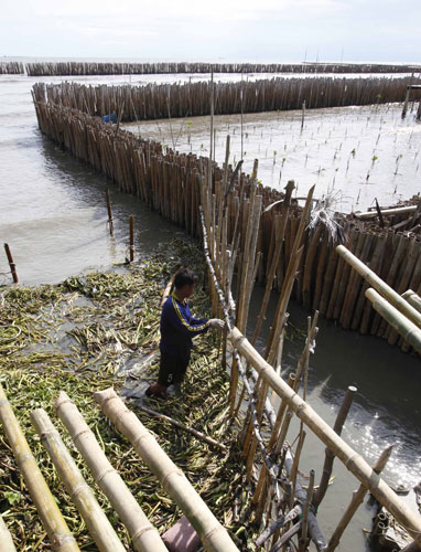 Week in Wildlife: a fence along the coastal line in a mangrove plantation, Thailand