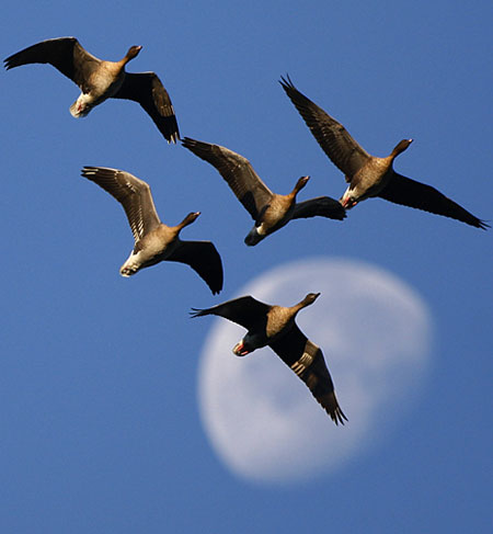 Week in Wildlife: A skein of geese at Vane Farm nature reserve in Fife, Scotland, UK