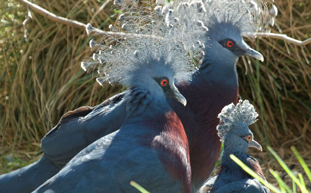 Week in Wildlife: Victoria crowned pigeon  at ZSL London Zoo