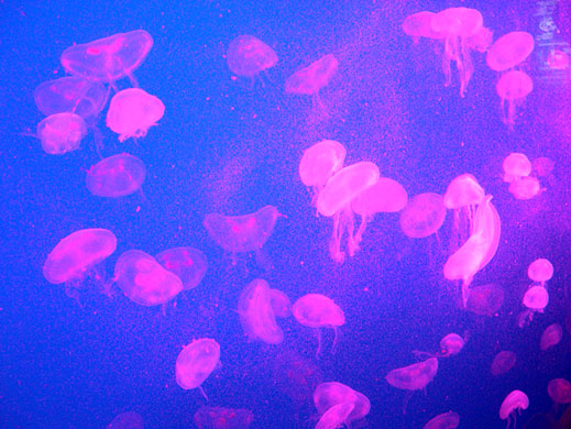 In Pictures: Colourful: Gail Davies