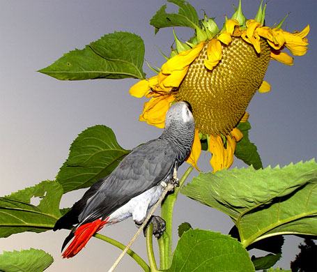 In Pictures: Colourful: Dot Schwarz