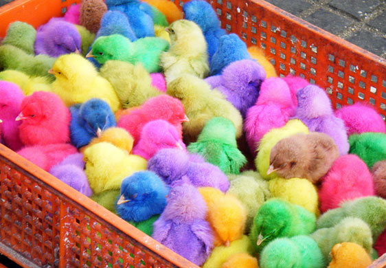 In Pictures: Colourful: Cassie Barton