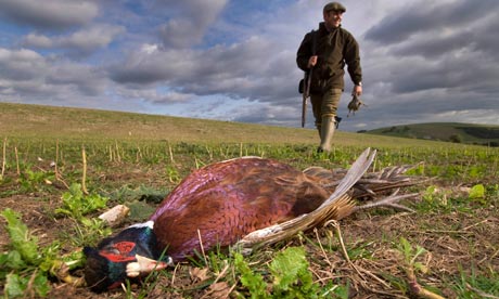 Conservative Hunting Permit. Pheasant shooting