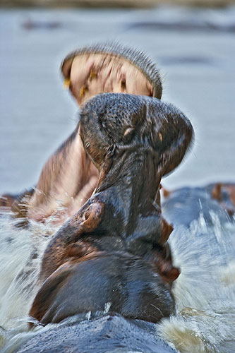 Hippopotamus-fighting-Kat-001.jpg