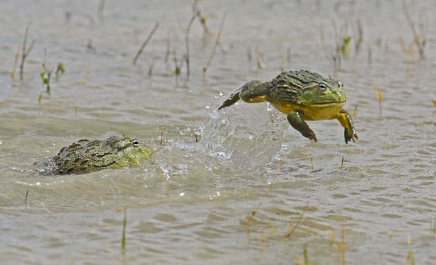 African-giant-bullfrog-ma-006.jpg