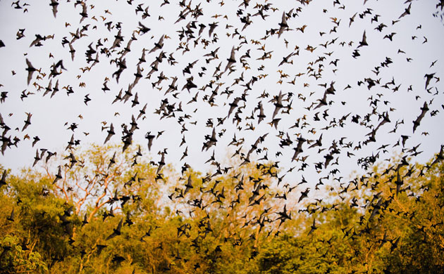 Yucatan RAVE: Rapid Assessment Visual Expedition in Yucatan, Mexico