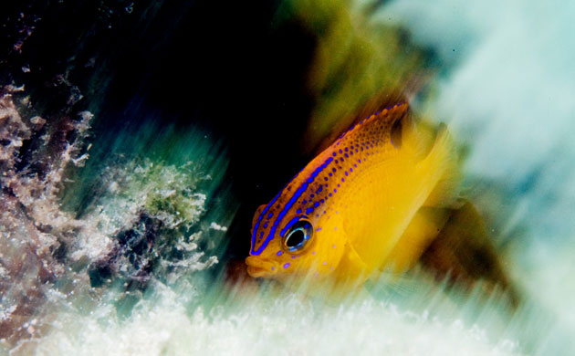 Yucatan RAVE: Rapid Assessment Visual Expedition in Yucatan, Mexico