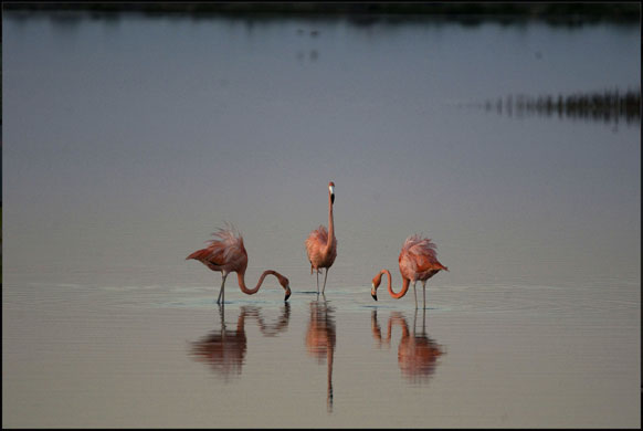 Yucatan RAVE: Rapid Assessment Visual Expedition in Yucatan, Mexico