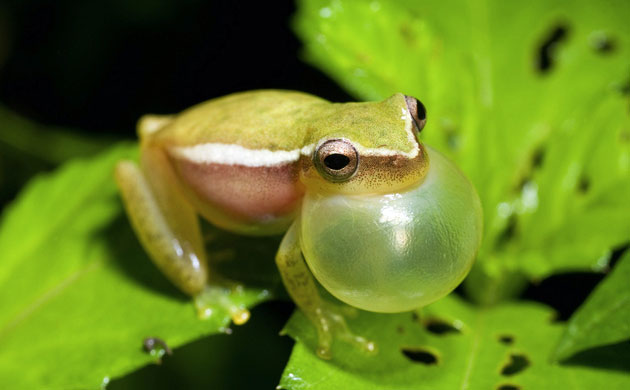 Yucatan RAVE: Rapid Assessment Visual Expedition in Yucatan, Mexico