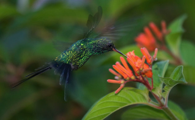 Yucatan RAVE: Rapid Assessment Visual Expedition in Yucatan, Mexico