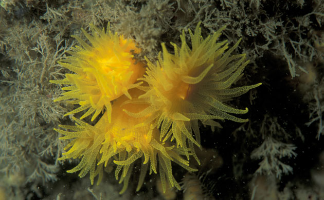 UK marine life: sunset cup coral (Leptopsammia pruvoti)